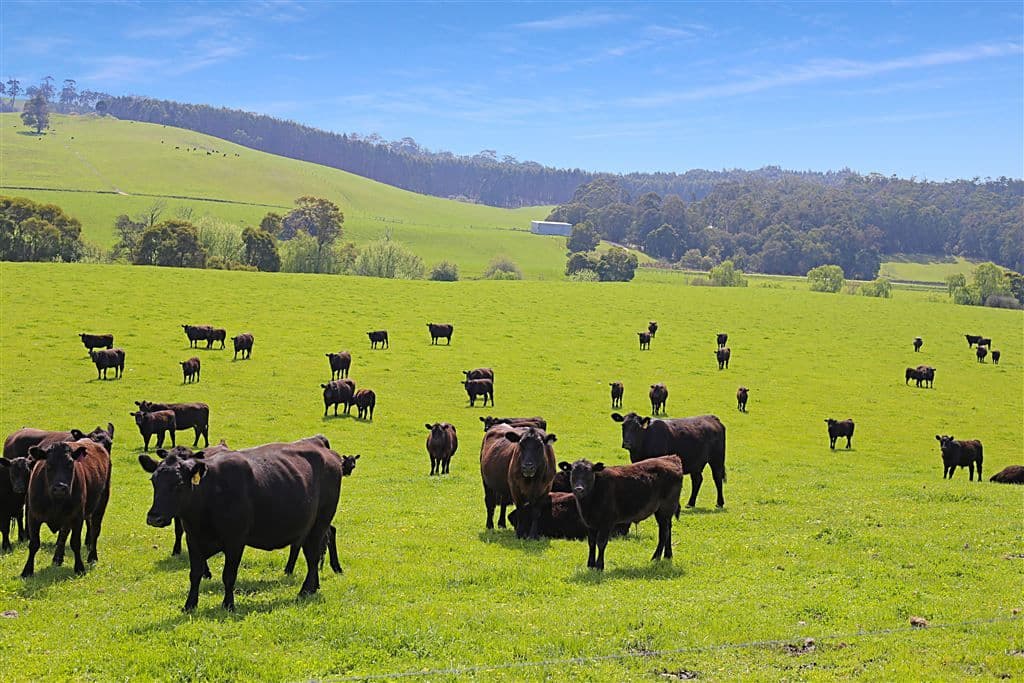 17 Macnees Road, Carrajung, VIC 3844, Carrajung - Thumbnail 3