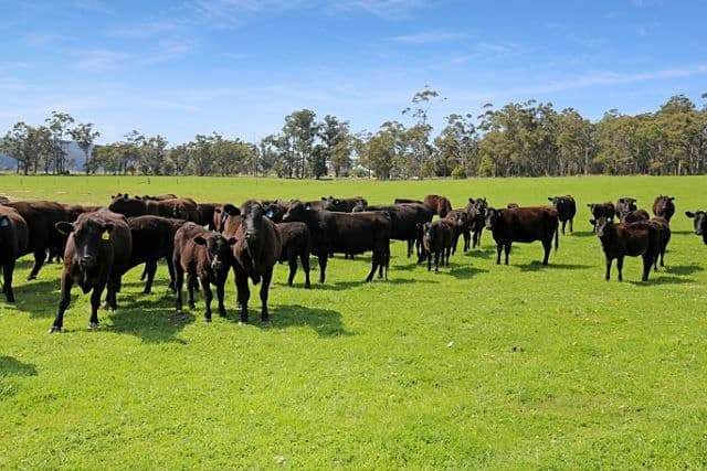17 Macnees Road, Carrajung, VIC 3844, Carrajung - Thumbnail 6