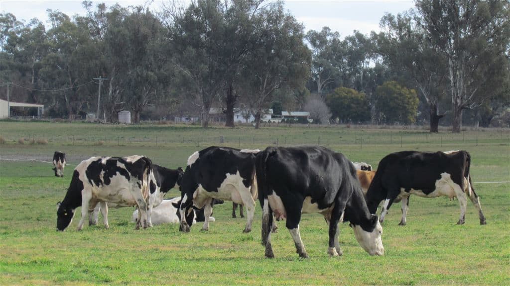 Forbes NSW, Forbes - Thumbnail 2