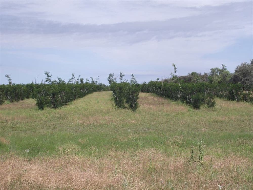 . "Happy Home" - 505 acres, Taroom, QLD 4420, Taroom - Thumbnail 3