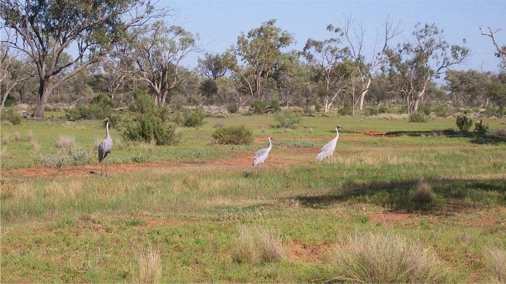 . "Linden" & "Charlotte Vale", Cunnamulla, QLD 4490, Cunnamulla - Thumbnail 2