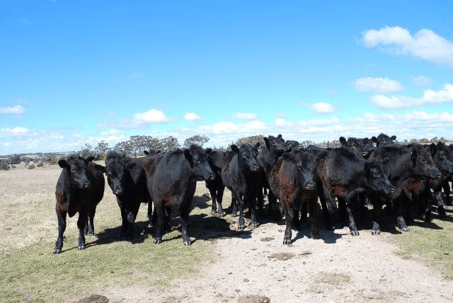92 Anderson Road, Spring Hill, NSW 2800, Spring Hill - Thumbnail 4