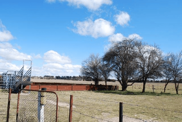 92 Anderson Road, Spring Hill, NSW 2800, Spring Hill - Thumbnail 7
