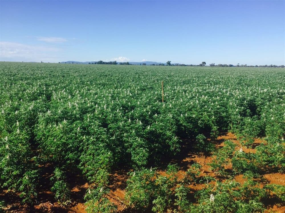 Narromine NSW, Narromine - Thumbnail 5