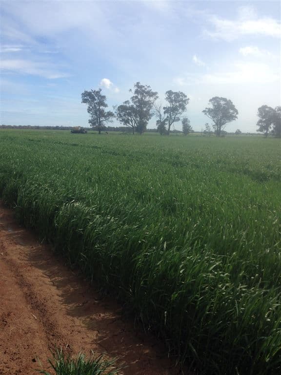 Narromine NSW, Narromine - Thumbnail 7