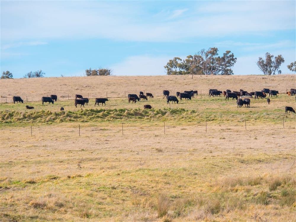 Armidale NSW, Armidale - Thumbnail 8