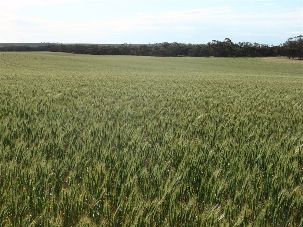 550 Nantuma Road, Warramboo, SA 5650, Warramboo - Thumbnail 3