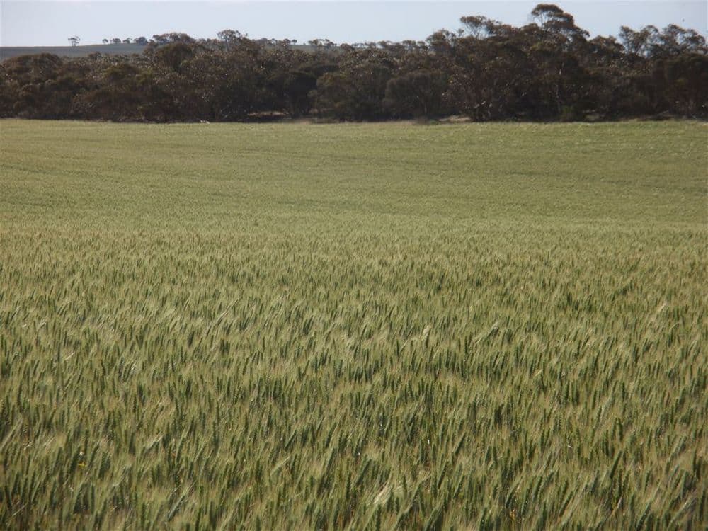 550 Nantuma Road, Warramboo, SA 5650, Warramboo - Thumbnail 4