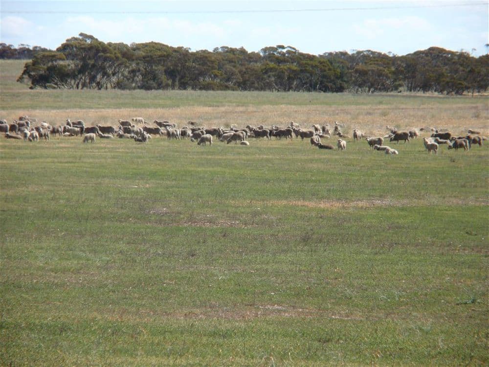 550 Nantuma Road, Warramboo, SA 5650, Warramboo - Thumbnail 5