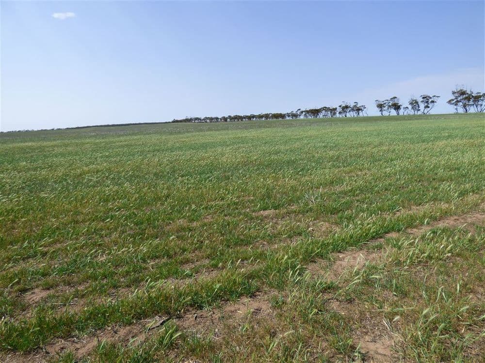 860 Gerscwhitz Road, Cungena, SA 5660, Cungena - Thumbnail 3