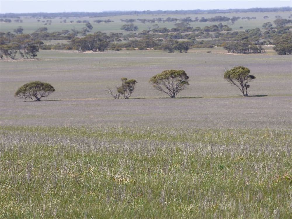 860 Gerscwhitz Road, Cungena, SA 5660, Cungena - Thumbnail 6