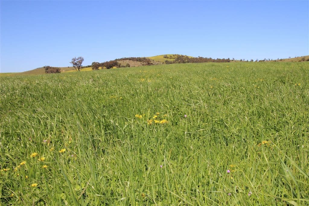 . Greenhill Creek Road, Lexton, VIC 3352, Lexton - Thumbnail 3