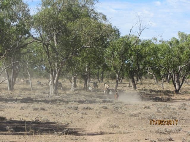 * Mount Kew, Wilcannia, NSW 2836, Wilcannia - Thumbnail 4