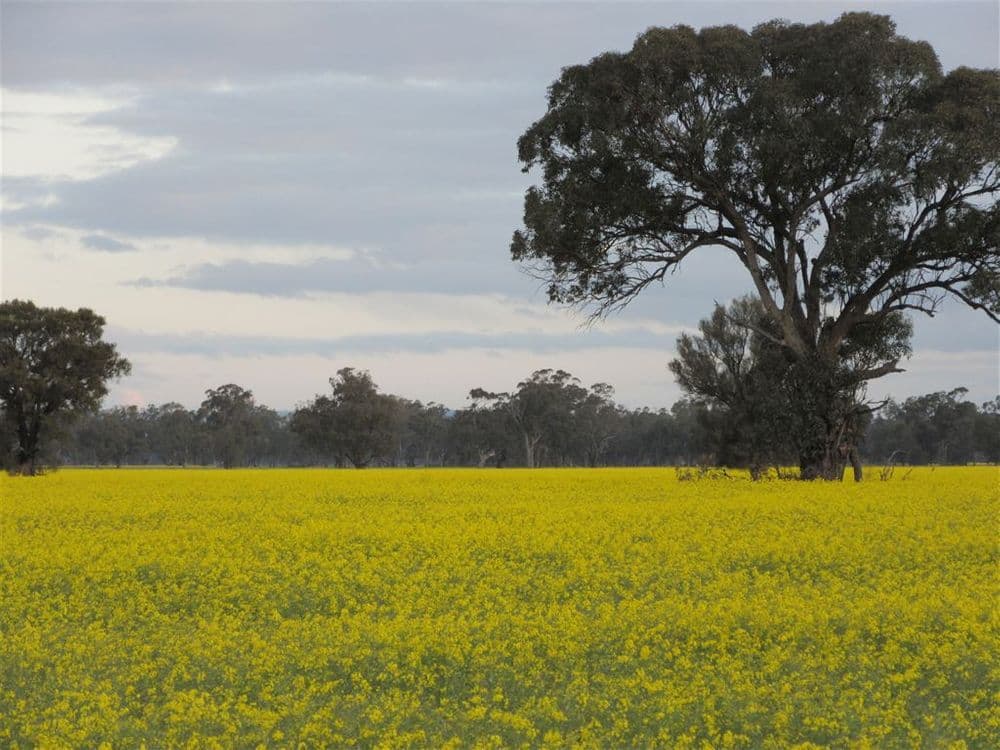 2012 Angle Road, Molka, VIC 3666, Molka - Thumbnail 5