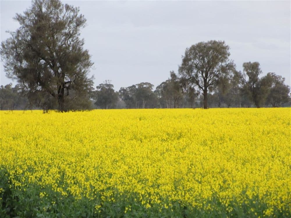 2012 Angle Road, Molka, VIC 3666, Molka - Thumbnail 8