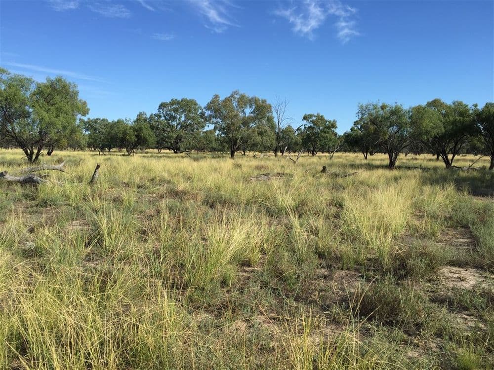 Nyngan NSW, Nyngan - Image 1