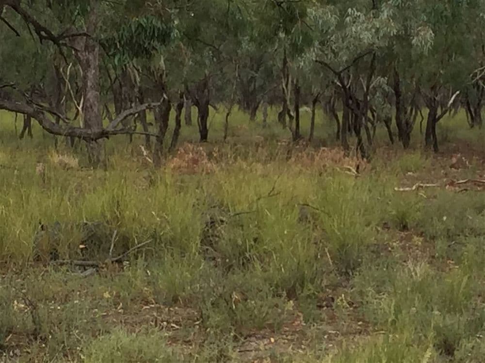 Nyngan NSW, Nyngan - Thumbnail 2