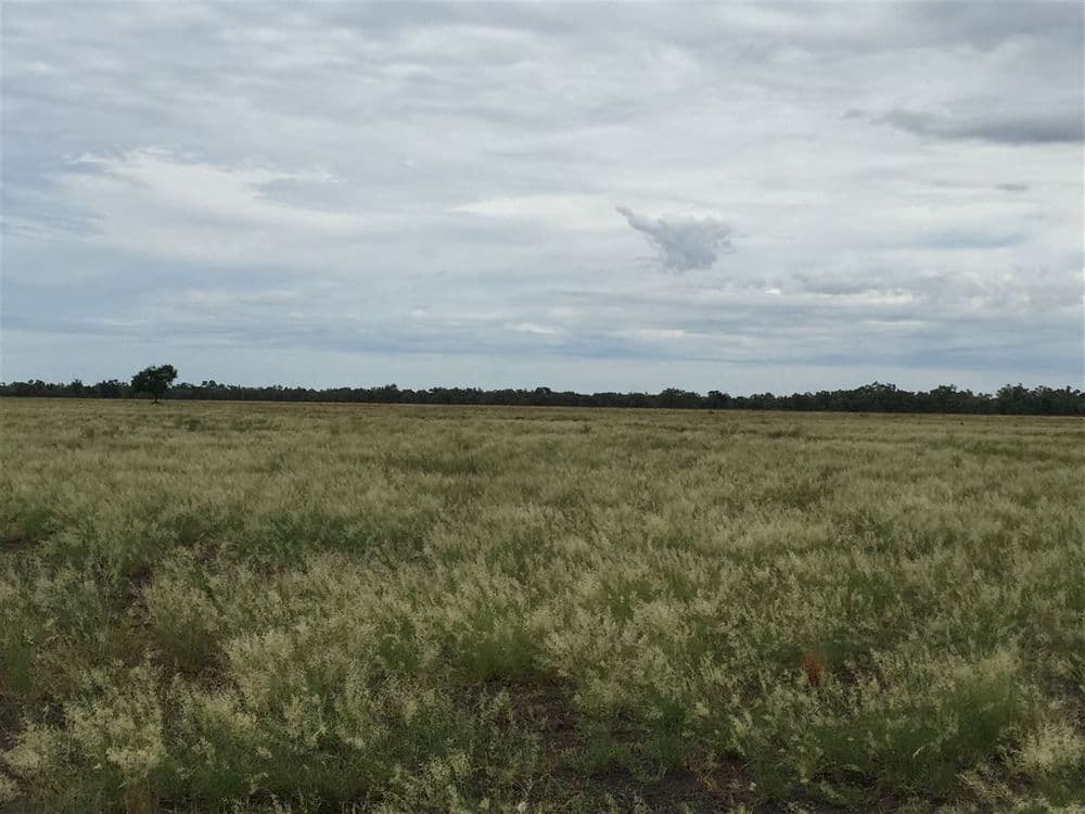 Nyngan NSW, Nyngan - Thumbnail 3