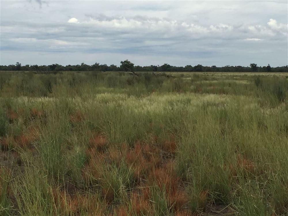 Nyngan NSW, Nyngan - Thumbnail 4