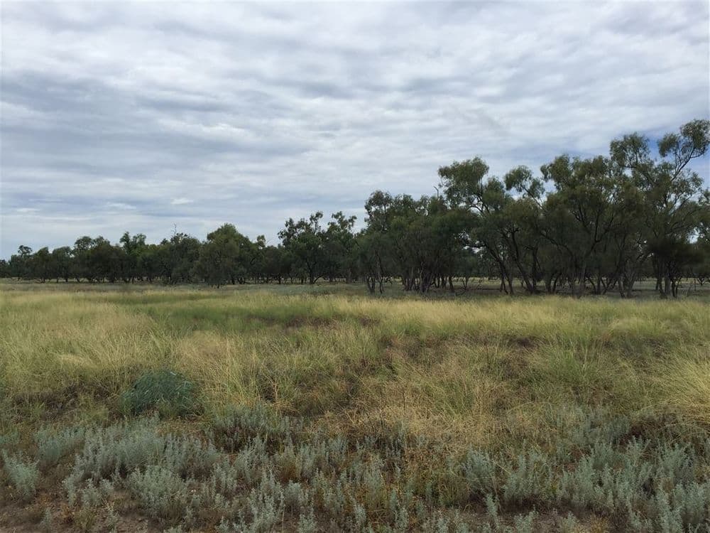 Nyngan NSW, Nyngan - Thumbnail 6