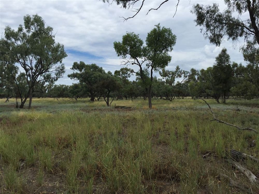 Nyngan NSW, Nyngan - Thumbnail 8