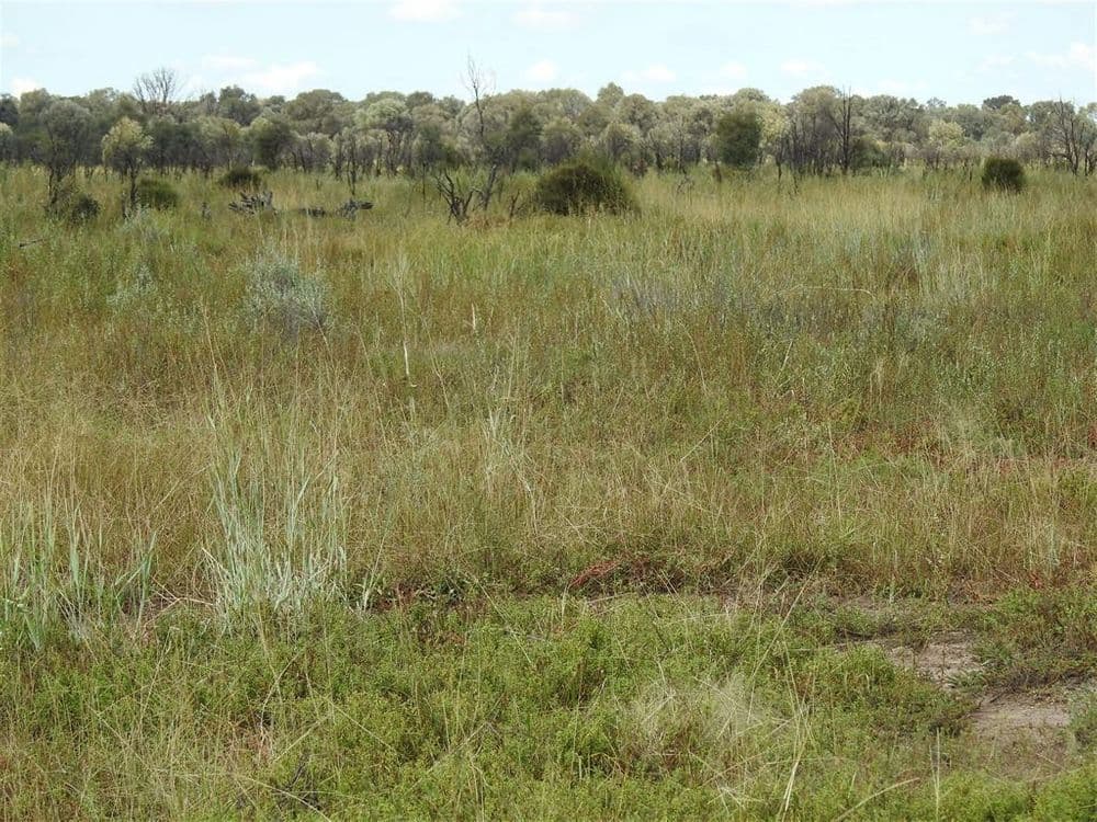 Condamine QLD, Condamine - Thumbnail 2