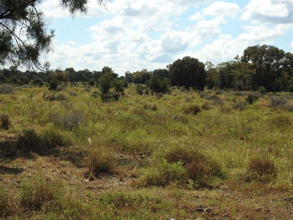 Condamine QLD, Condamine - Thumbnail 3