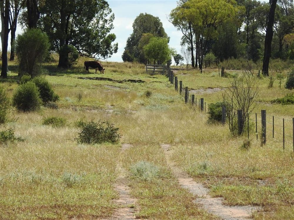 Condamine QLD, Condamine - Thumbnail 4