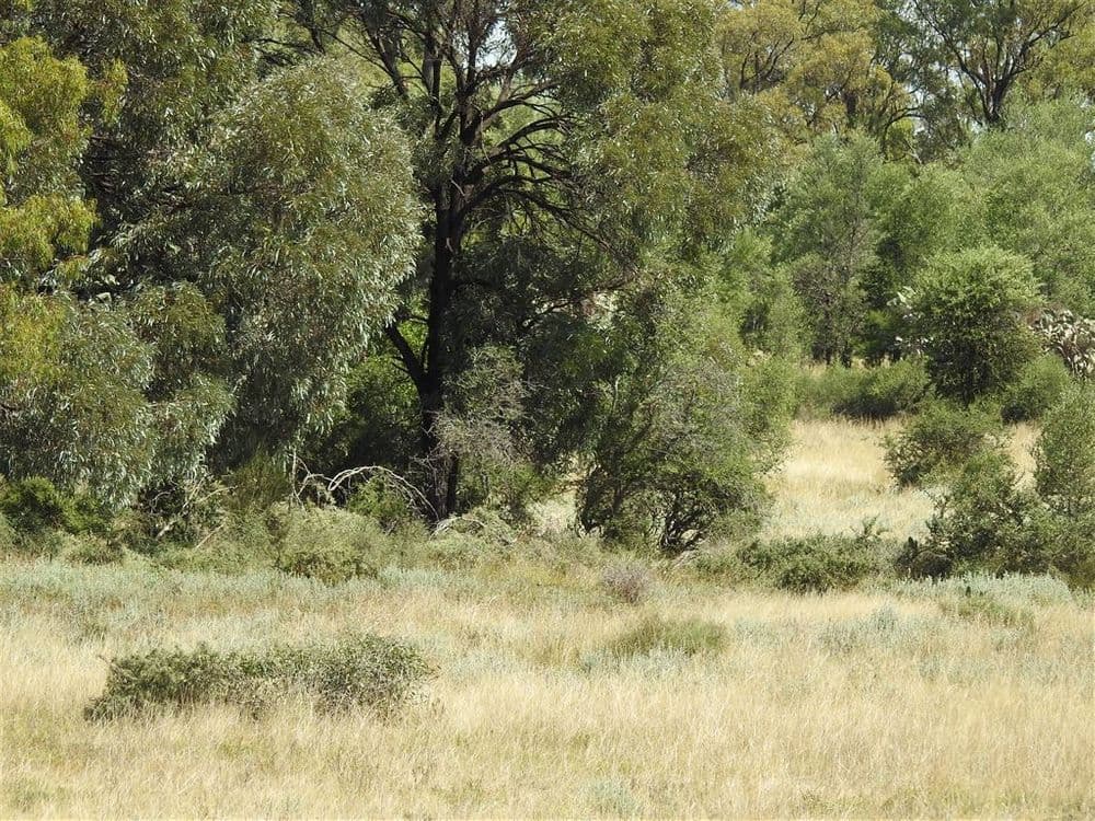 Condamine QLD, Condamine - Thumbnail 5