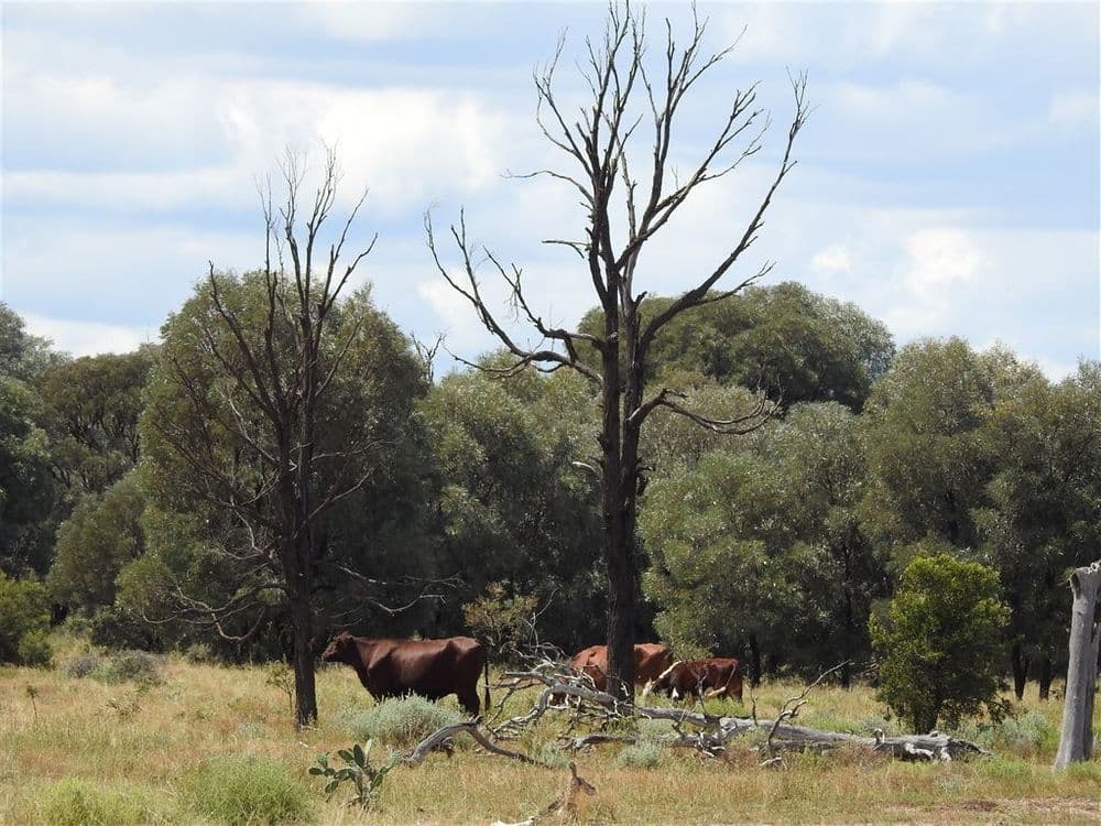 Condamine QLD, Condamine - Thumbnail 7