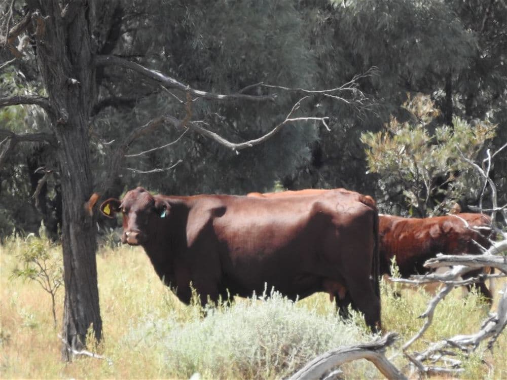 Condamine QLD, Condamine - Thumbnail 8