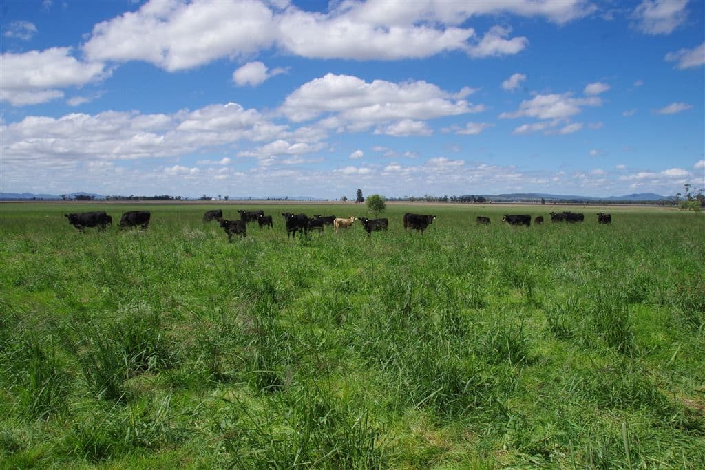 82 Shaws Road, Gunnedah, NSW 2380, Emerald Hill - Thumbnail 3
