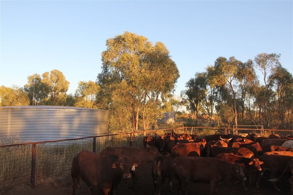 " Coniston Station", Alice Springs, NT 0870, Alice Springs - Thumbnail 5