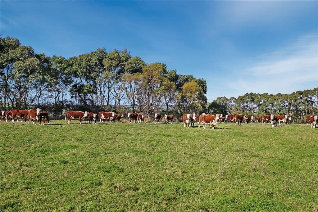 1080 Buffalo-Waratah Road, Tarwin Lower, VIC 3956, Tarwin Lower - Thumbnail 4