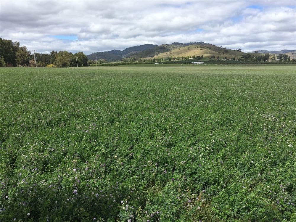931 'Mullamuddy Farm' Castlereagh Highway, Mudgee, NSW 2850, Mudgee - Image 1