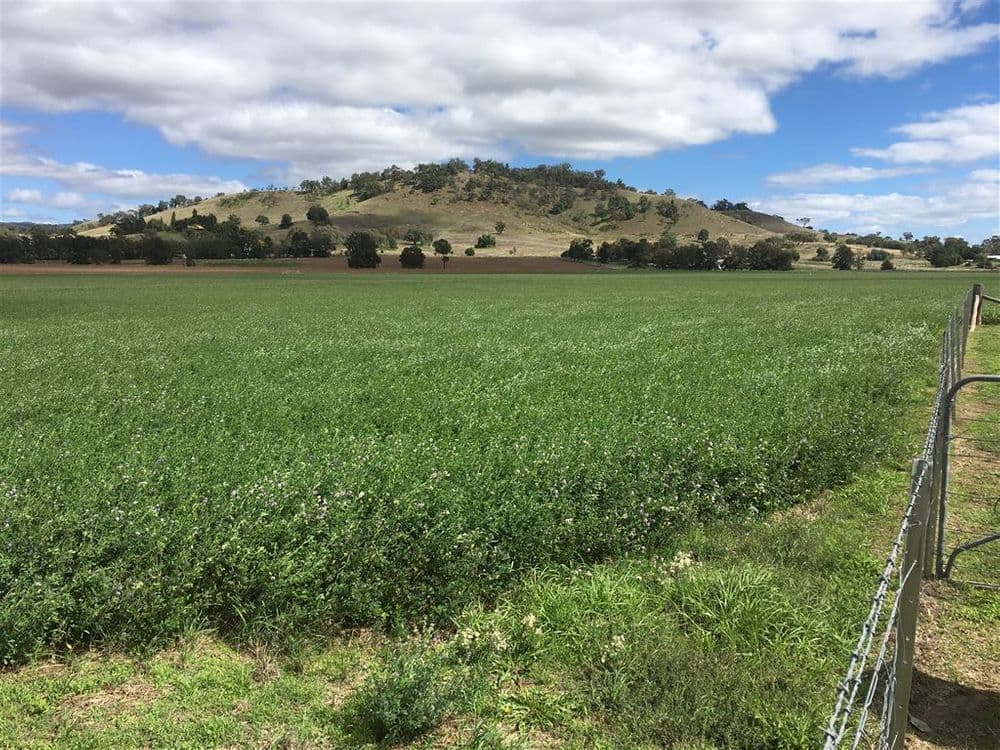931 'Mullamuddy Farm' Castlereagh Highway, Mudgee, NSW 2850, Mudgee - Thumbnail 3