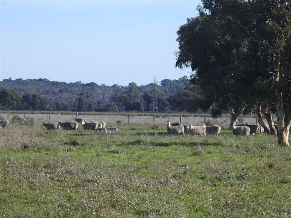 Lucindale SA, Lucindale - Image 1