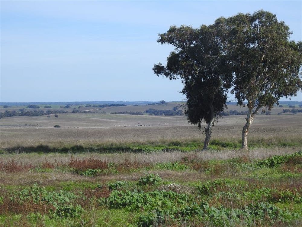 Lucindale SA, Lucindale - Thumbnail 3