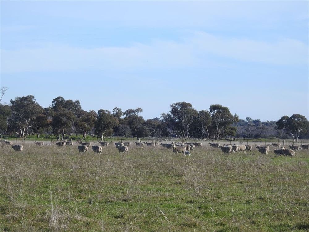 Lucindale SA, Lucindale - Thumbnail 8