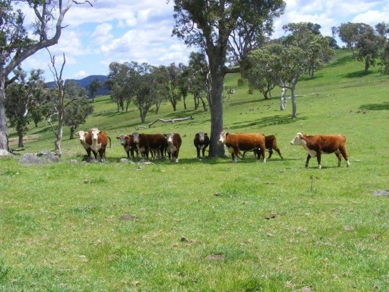 41-46 Heatherdene Rd, Stannum, NSW 2371, Stannum - Thumbnail 4