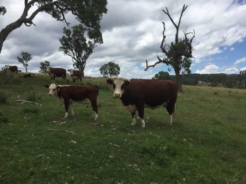 41-46 Heatherdene Rd, Stannum, NSW 2371, Stannum - Thumbnail 5