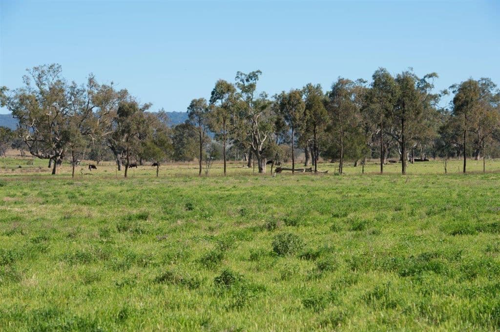 226 Dartbrook Rd, Aberdeen, NSW 2336, Aberdeen - Thumbnail 4