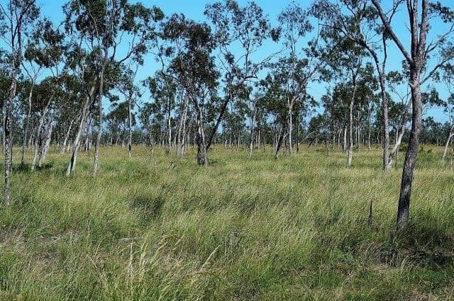 " Rocky Downs", Charters Towers City, QLD 4820, Charters Towers City - Thumbnail 8