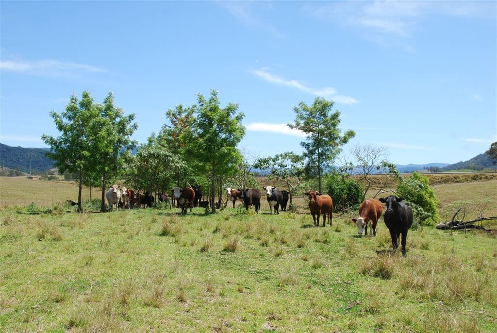 Wauchope NSW, Wauchope - Thumbnail 6