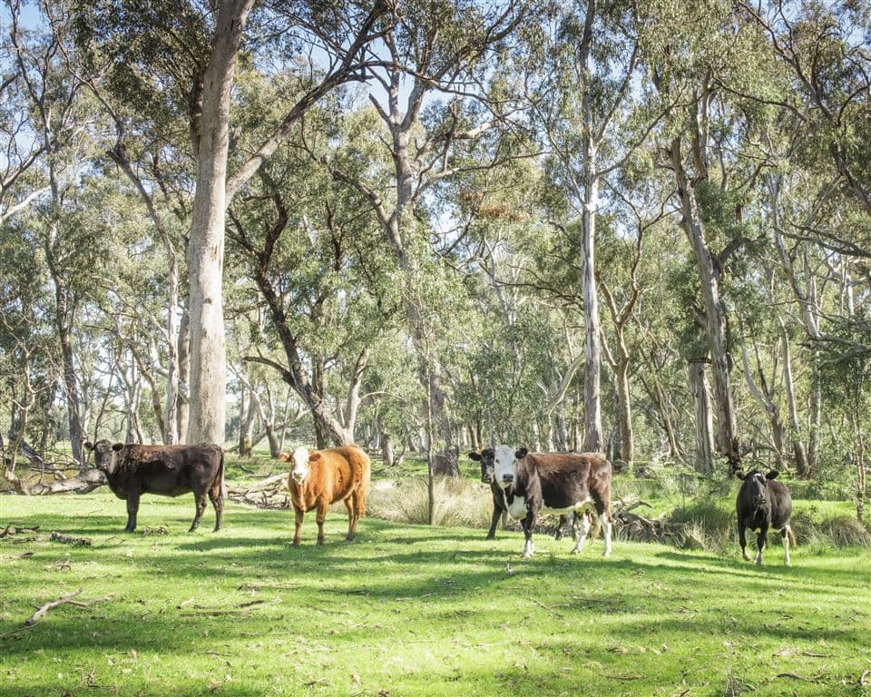 1153 Geodetic Road Molka, Euroa, VIC 3666, Euroa - Thumbnail 7