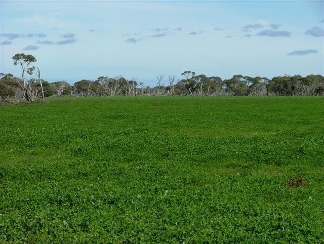 "Illalong"/879 Napper Road, Keith, SA 5267, Keith - Thumbnail 2