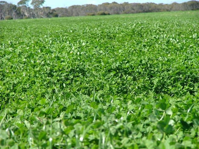 "Illalong"/879 Napper Road, Keith, SA 5267, Keith - Thumbnail 8