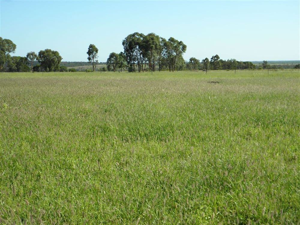 " Spring Creek", Emerald, QLD 4720, Emerald - Image 1