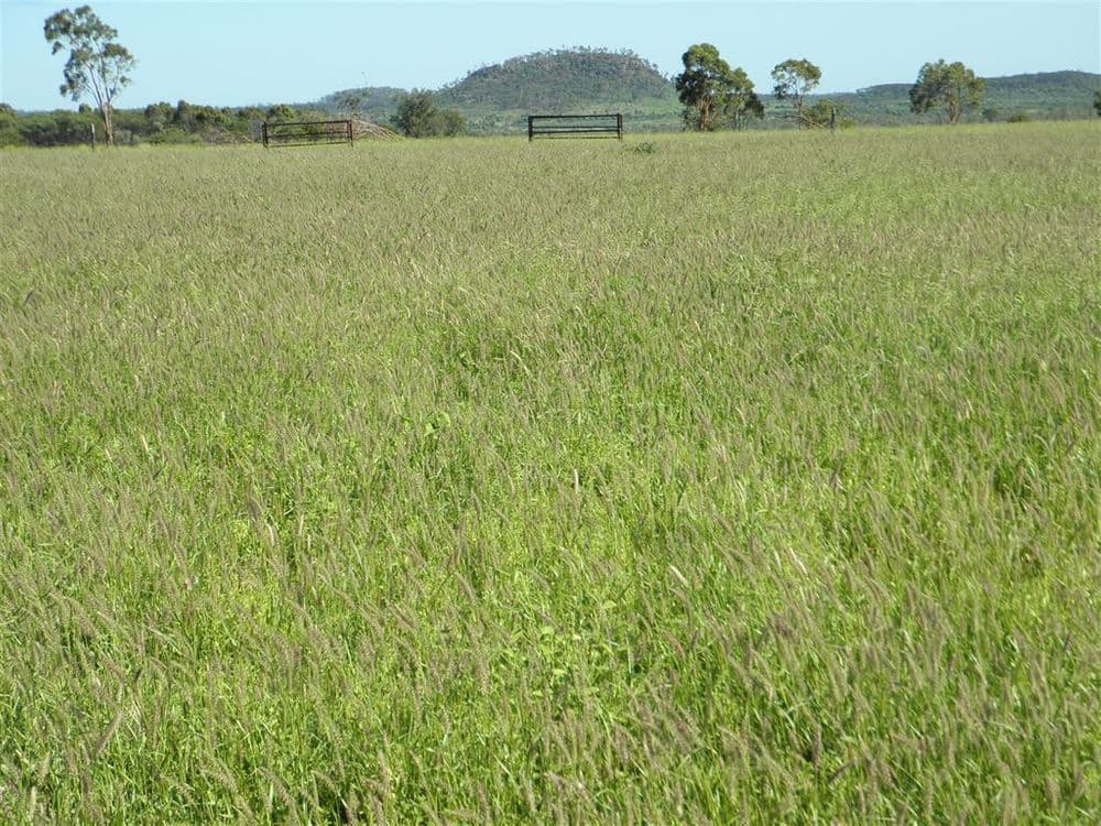 " Spring Creek", Emerald, QLD 4720, Emerald - Thumbnail 4