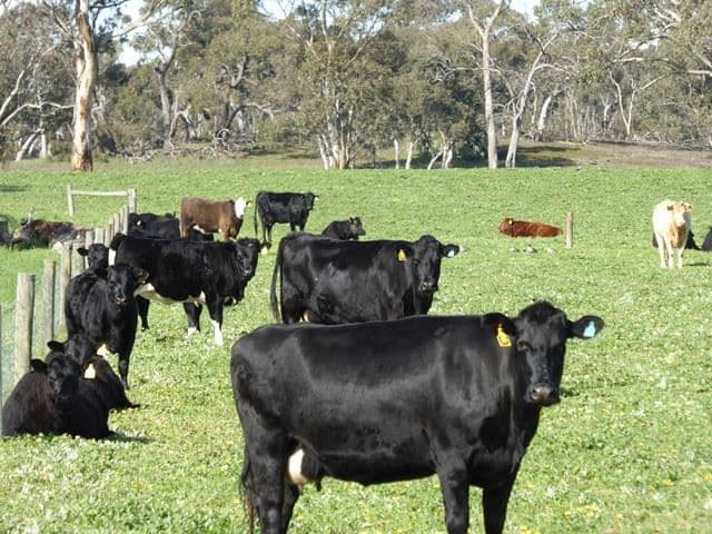 3373 Naracoorte Road, Bordertown, SA 5268, Bordertown - Thumbnail 4